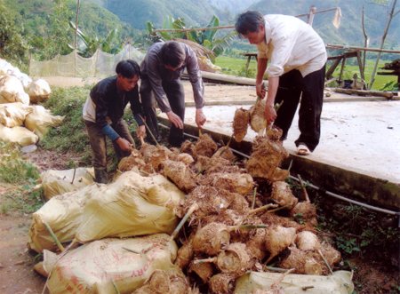 Nông dân xã Hồng Ca nhận giống tre măng Bát Độ về trồng. (Ảnh: Chí Sinh)