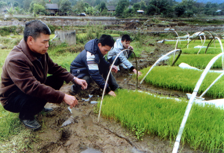 Lãnh đạo xã Sơn Lương (Văn Chấn) kiểm tra sự phát triển của mạ xuân.