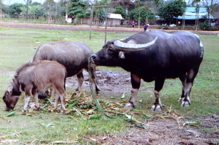 Con trâu đực giống này có trọng lượng khoảng 900 kg được chăn thả trong đàn trâu nái ở xã Yên Thắng (Lục Yên).