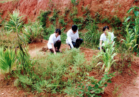 Cán bộ Trạm Y tế xã Bạch Hà (Yên Bình) chăm sóc vườn thuốc nam.
