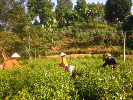 Nông dân xã Bảo Hưng (Trấn Yên) thu hái chè Bát Tiên - mô hình sản xuất theo VietGap.