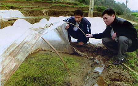 Lãnh đạo xã Quang Minh kiểm tra tình hình phát triển của mạ ở thôn Khe Tăng.