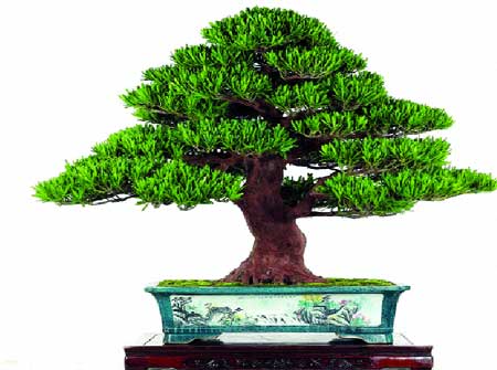 Bonsai dáng quân tử trực lắc