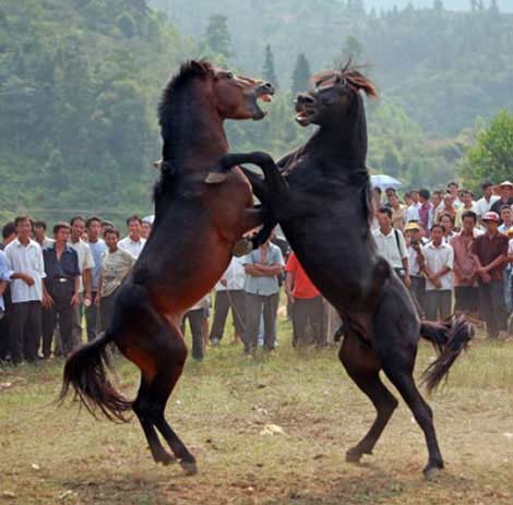 Những chú ngựa chồm lên, bờm tung bay với gió trong lễ hội chọi ngựa Dung Thủy.