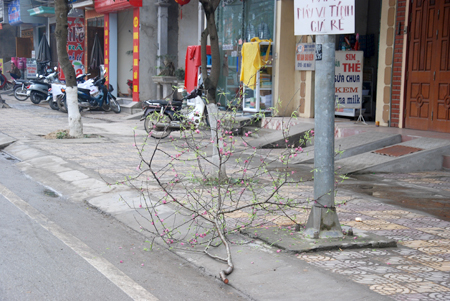 Người dân các tuyến phố cần ý thức tốt  hơn khi vứt bỏ cành đào, hoa, quất... sau ngày tết.
