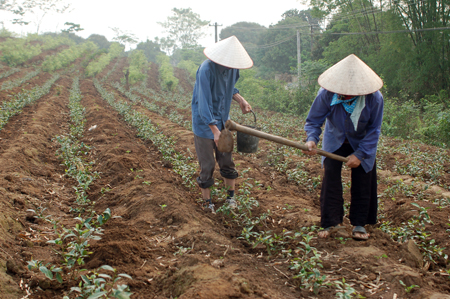 Các mô hình sản xuất đã mang lại giá trị kinh tế cao.