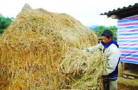 Những cây rơm này đã góp phần giúp đồng bào vùng cao phòng, chống đói, rét tốt hơn cho trâu, bò trong mùa đông.
(Ảnh: Tô Anh Hải)