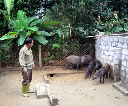 Ông Tiến chăm sóc đàn lợn rừng.