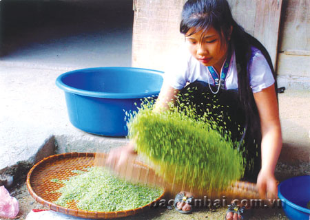 Cốm Tú Lệ.
(Ảnh: Bùi Xuân Đông)