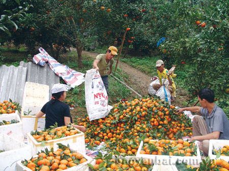 Đến nay vùng cam, quýt của Văn Chấn đã có 5000ha cho sản lượng trên 6.000 tấn quả.
(Ảnh: Tiến Lập)