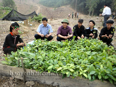 Đồng chí Trần Thế Hùng - Bí thư Huyện ủy (thứ ba, trái sang) kiểm tra cây giống trồng rừng vụ xuân 2014.