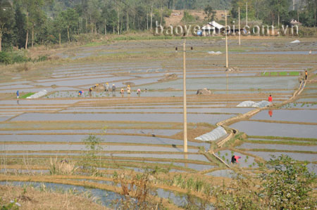 Nông dân Nghĩa Sơn cấy lúa xuân.