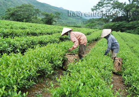 Diện tích chè già cỗi được trồng cải tạo thay thế bằng giống chè mới cho năng suất, chất lượng búp tốt.