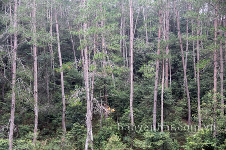 Những cánh rừng thông ở Nậm Khắt nguy cơ cháy cao
trong mùa hanh khô.
