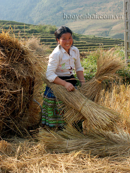 Năm 2013, đồng bào Mông xã Xà Hồ làm được gần 200 cây rơm trữ thức ăn cho đàn gia súc trong mùa đông.
