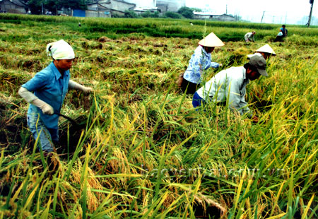 Những mô hình “Cánh đồng mẫu lớn” tại các địa phương đã góp phần đưa nông nghiệp chuyển sang hướng sản xuất hàng hóa mạnh mẽ, đáp ứng mục tiêu nâng cao thu nhập, cải thiện đời sống cho người nông dân.