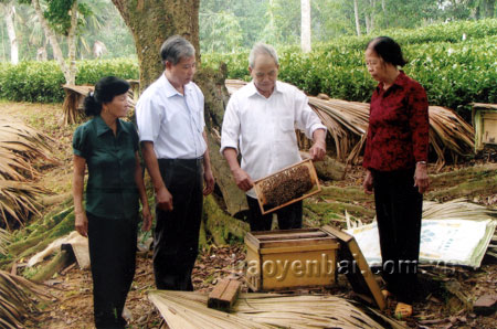 Nhiều hộ gia đình người cao tuổi ở huyện Trấn Yên đầu tư nuôi ong mật cho thu nhập cao.
(Ảnh: Q.N)
