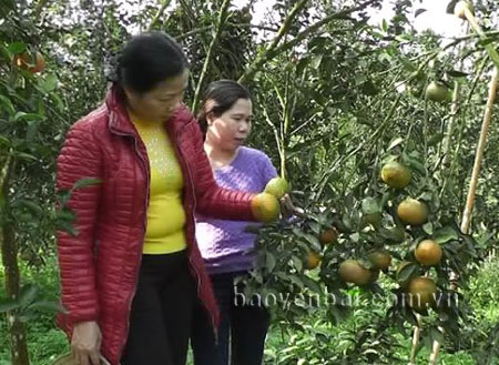 Hiện nay, huyện Trấn Yên có trên 400 ha cây ăn quả các loại.
