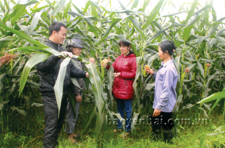 Áp dụng khoa học kỹ thuật vào sản xuất cùng với tăng mức đầu tư thâm canh sẽ tạo năng suất cao cho cây ngô.
Ảnh: Cán bộ khuyến nông huyện Văn Yên kiểm tra sự sinh trưởng và phát triển của cây ngô trên đất bãi.
