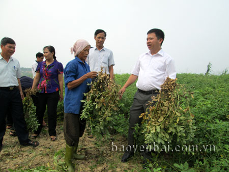 Lãnh đạo huyện Yên Bình kiểm tra tình hình trồng lạc trên đất bán ngập hồ Thác Bà. (Ảnh: Kiều Mười)