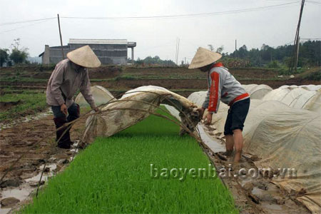 Nông dân huyện Văn Yên chăm sóc mạ.