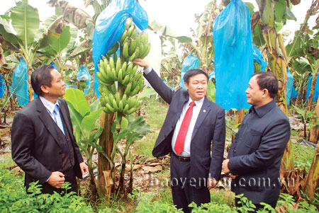 Đồng chí Vương Đình Huệ - ủy viên Ban chấp hành Trung ương Đảng, Trưởng ban Kinh tế Trung ương cùng đồng chí Phạm Duy Cường - Phó bí thư Tỉnh ủy, Chủ tịch UBND tỉnh thăm mô hình trồng chuối tiêu hồng bằng phương pháp cấy mô của Trung tâm Ứng dụng tiến bộ khoa học và công nghệ Yên Bái.