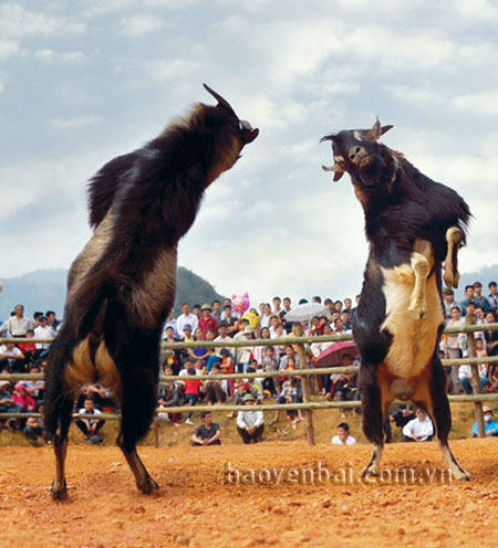 Chọi dê. (Ảnh: Tuấn Nghĩa)