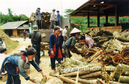 Đồng bào Dao thôn Giàng Cài thu hoạch quế.
(Ảnh: Xuân Tình)