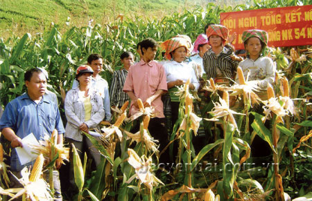 Ngô hè thu mang lại hiệu quả kinh tế cao cho người dân thôn Làng Mảnh.
