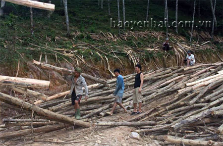 Trung bình mỗi năm, nhân dân huyện Yên Bình khai thác trên 111.000 m3 gỗ rừng trồng các loại.
