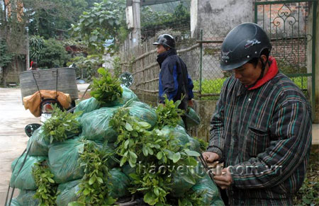 Người dân thành phố Yên Bái vận chuyển cây giống phục vụ
trồng rừng vụ xuân.
