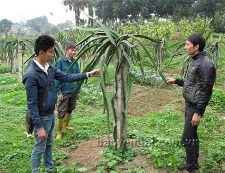 Đoàn viên Vũ Quang Thắng (bên trái) giới thiệu về đặc tính cây thanh long cho cán bộ Đoàn xã Yên Phú, huyện Văn Yên.
