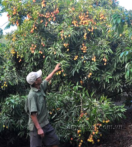 Vườn cây ăn quả hàng năm cho thu nhập vài trăm triệu đồng của gia đình anh Đặng Xuân Nghĩa ở thị trấn Nông trường Nghĩa Lộ.