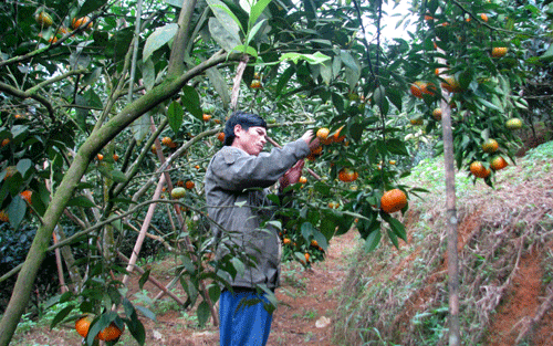 Năm 2014, sản lượng cam của Nông trường Trần Phú ước đạt trên 2.500 tấn quả. Ảnh: Minh Thúy