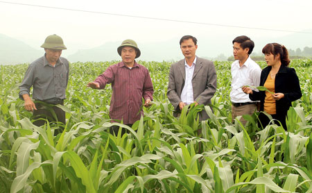 Đồng chí Trần Thế Hùng - Bí thư Huyện ủy Văn Yên (thứ hai, trái sang) kiểm tra sản xuất vụ đông tại cánh đồng Đại - Phú - An.