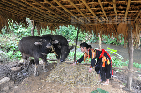 Người dân xã Tân Phượng, huyện Lục Yên chuẩn bị đầy đủ thức ăn cho trâu trong ngày giá rét.
