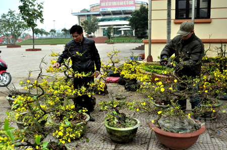 Hoa mai vàng được bày bán trên địa bàn thành phố Yên Bái.