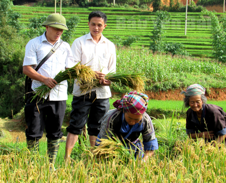 Đồng chí Giàng A Tông - Bí thư Huyện ủy (bên trái) kiểm tra kết quả ứng dụng giống lúa mới năng suất cao trồng trên ruộng bậc thang.