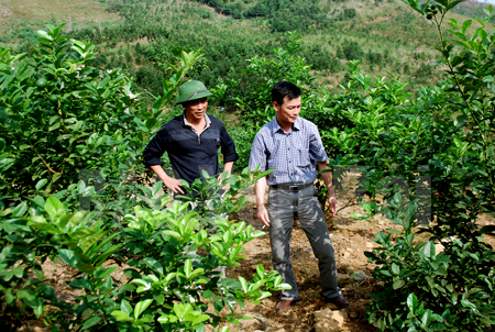 Anh Đông (trái) cùng lãnh đạo xã Đông An (Văn Yên) thăm diện tích chanh tứ mùa mới trồng năm 2014 đã cho thu hoạch.