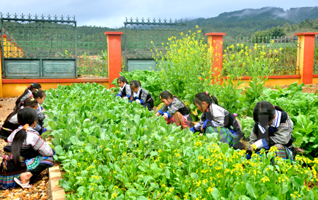 Các em học sinh Trường Phổ thông dân tộc bán trú Tiểu học Nậm Khắt chăm sóc vườn rau.