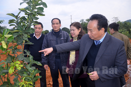 Đồng chí Hoàng Văn Vui - Bí thư Huyện ủy Lục Yên (ngoài cùng, bên phải) kiểm tra mô hình trồng bưởi Diễn tại xã Liễu Đô.