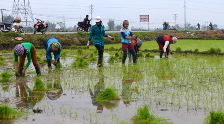 Đang trong những ngày nghỉ tết, nông dân Văn Chấn đã xuống đồng gieo cấy lúa xuân.