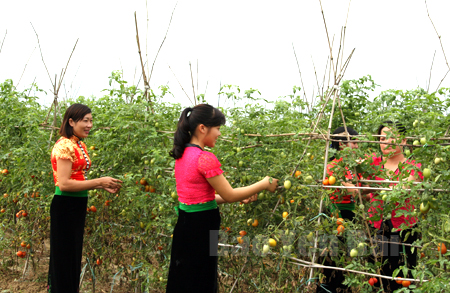 Hội viên phụ nữ xã Phù Nham (Văn Chấn) trồng cà chua vụ ba cho thu nhập cao.