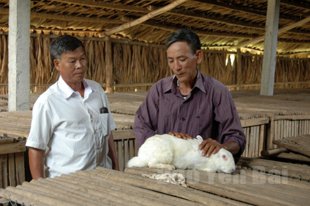 Cựu chiến binh Bùi Quốc Trị (bên phải) ở thôn Bảo Long, xã Bảo Hưng phát triển nuôi thỏ cho thu nhập trên 200 triệu đồng mỗi năm.