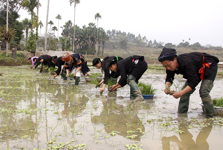 Thi cấy lúa giữa các thôn trong xã.