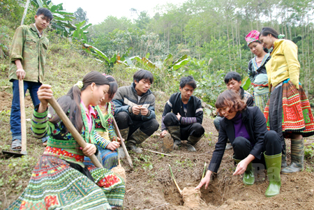 Cán bộ khuyến nông hướng dẫn người dân xã Hồng Ca (Trấn Yên) kỹ thuật trồng tre măng Bát độ.