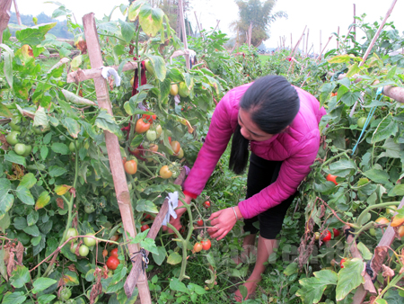 Cà chua chín rộ nhưng nhiều nông dân không muốn thu hoạch vì rớt giá.