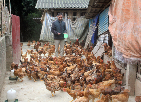 Mô hình nuôi gà thả vườn của CCB Ngô Hồng Hải cho hiệu quả kinh tế cao.