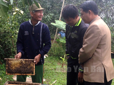 Ông Trần Văn Vinh ở thôn Đại Thân 2 trao đổi kỹ thuật trồng bưởi kết hợp nuôi ong với một số hộ dân trong xã.