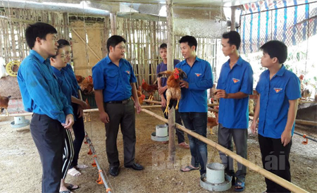 Cán bộ Huyện đoàn Lục Yên tham quan mô hình chăn nuôi gà thịt của đoàn viên tại xã Liễu Đô.